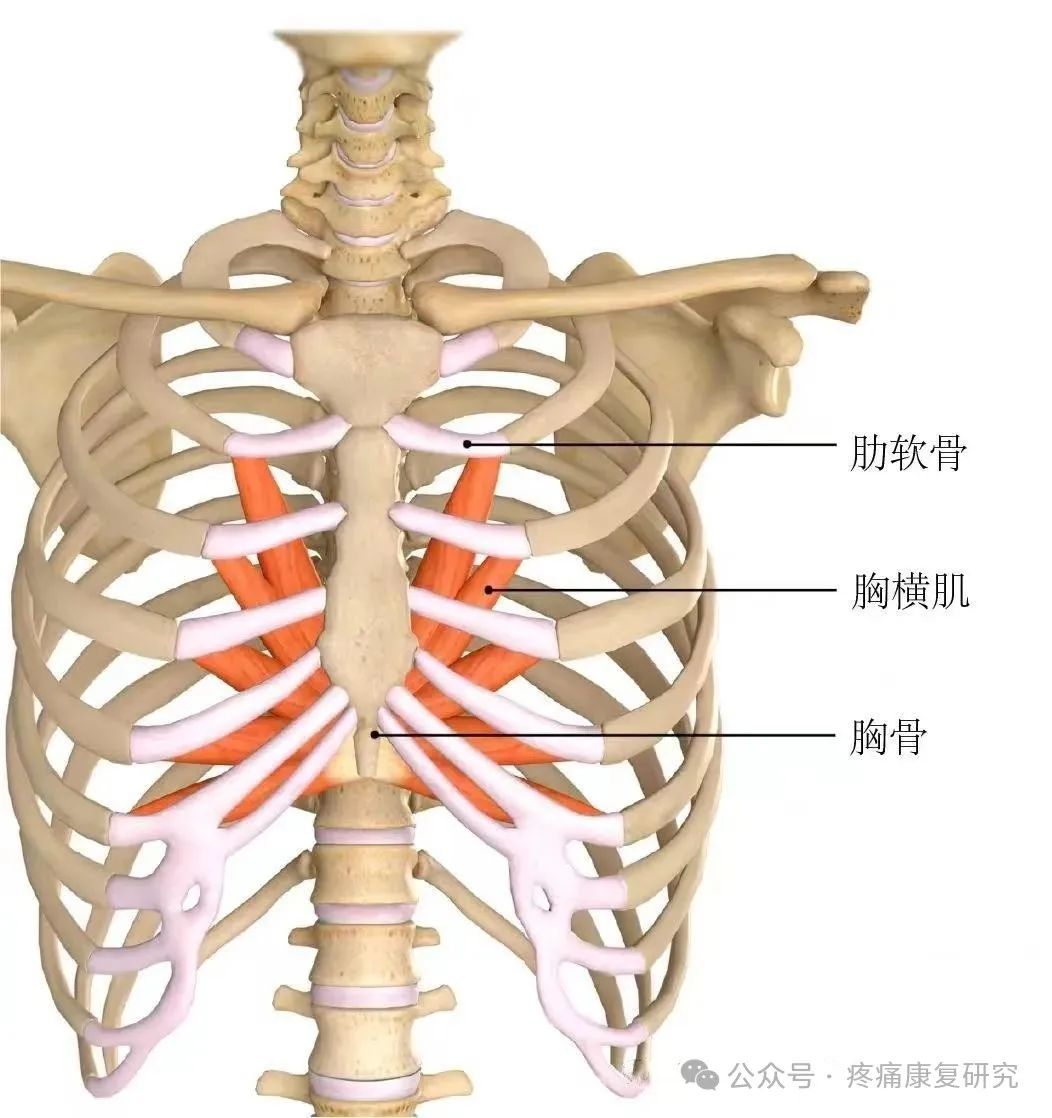 胸椎的病_胸椎亚健康的原因是_胸部亚健康表现症状